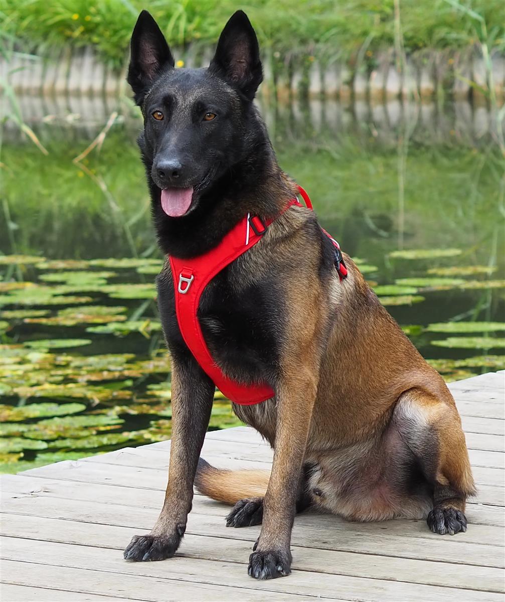 Kyflie Momentum Harness